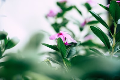 粉红色的花朵在微距镜头
